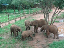 Lusaka Lilayi Nursery